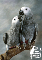 African Grey