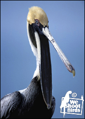 Brown Pelican