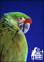 Military Macaw