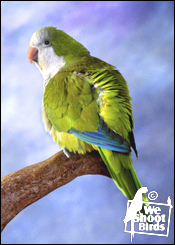 Quaker Parakeet